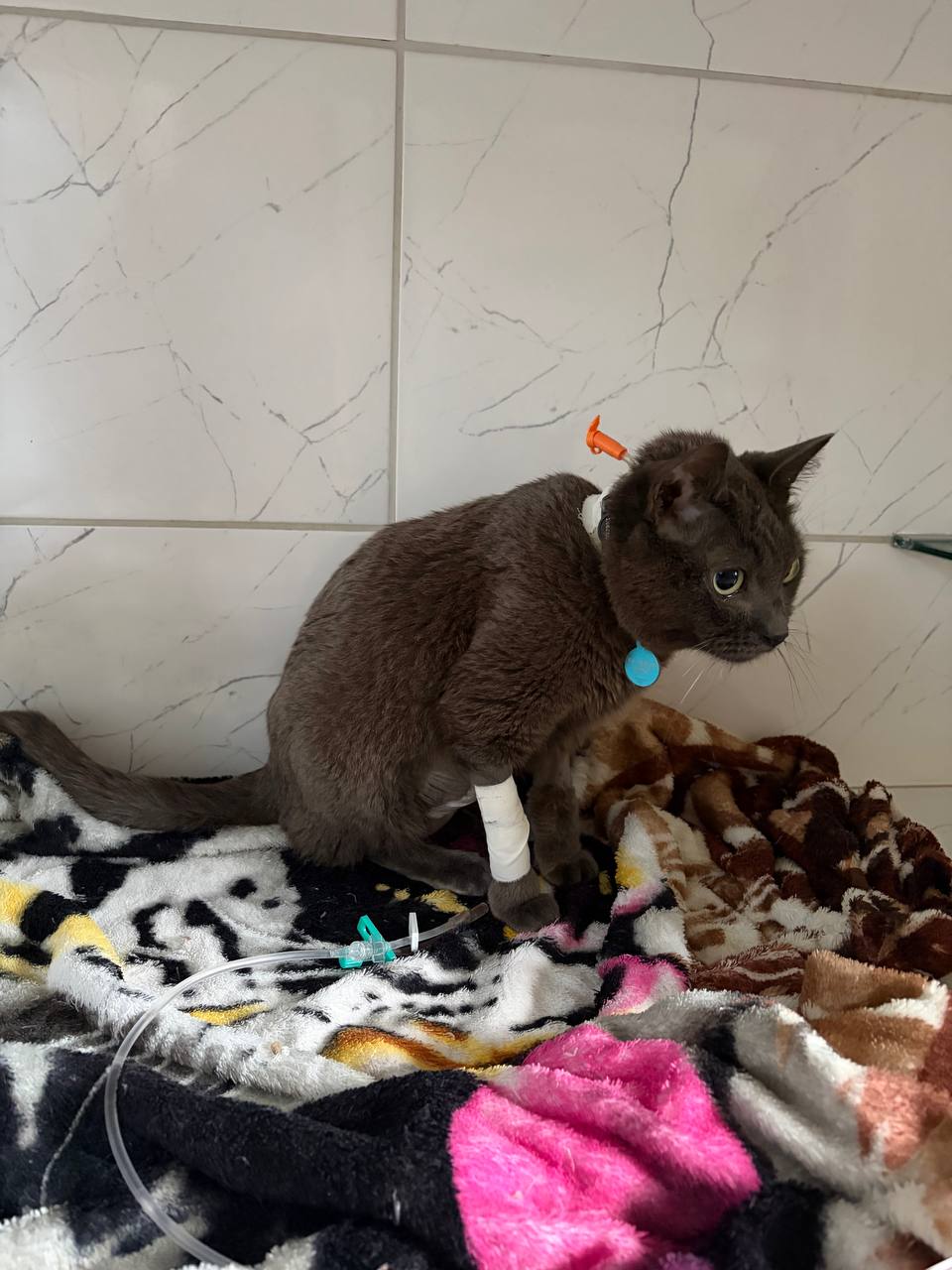 Imagem da campanha Ajude o Fred